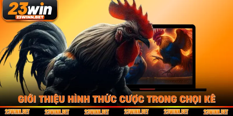 Giới thiệu hình thức cược trong chọi kê