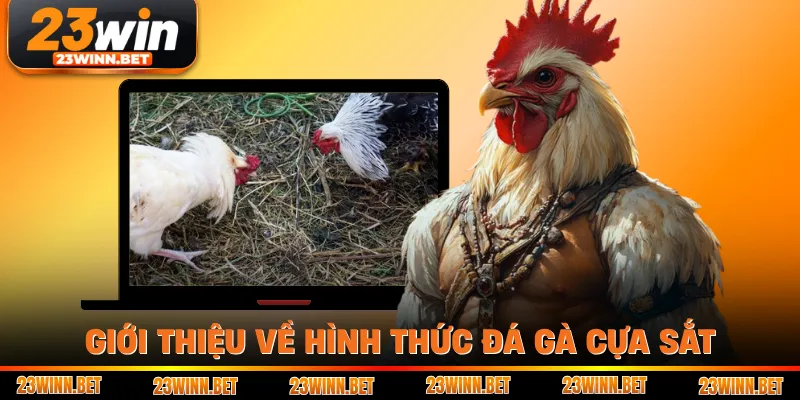 Giới thiệu về hình thức đá gà cựa sắt